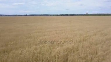 Buğday hasat rüzgarlı güneşli gün üzerinden hızlı sinek