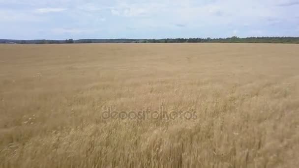 Schneller Flug über die Weizenernte an windigen, sonnigen Tagen — Stockvideo