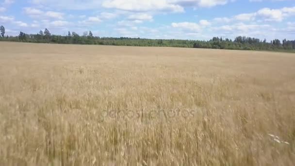 Schneller Flug über die Weizenernte an windigen, sonnigen Tagen — Stockvideo