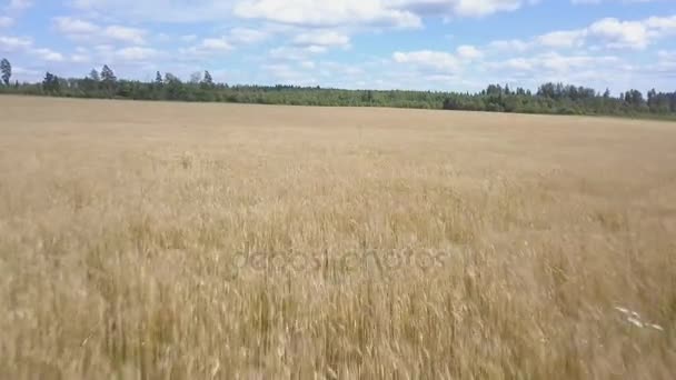 Survoler rapidement la récolte de blé par une journée ensoleillée et venteuse 