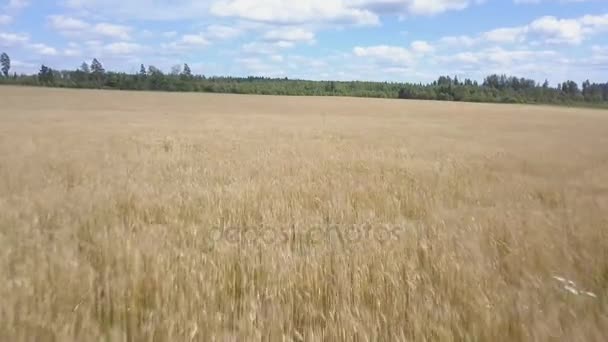 Snabbt flyga över veteskörden på blåsig soliga dag — Stockvideo