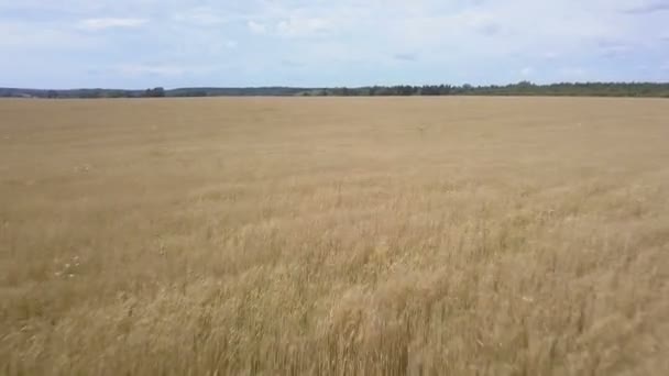 Schneller Flug über die Weizenernte an windigen, sonnigen Tagen — Stockvideo