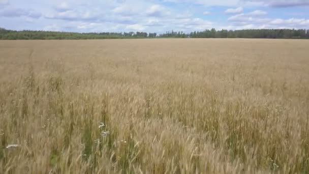 Полет над уборкой пшеницы в ветреный облачный день — стоковое видео