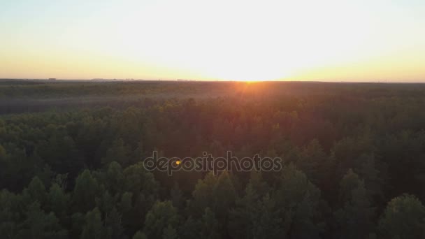 Vola sopra una foresta profonda durante l'ora d'oro — Video Stock