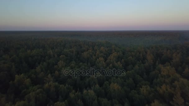 Fly přes hluboké lesy na zlaté hodiny — Stock video