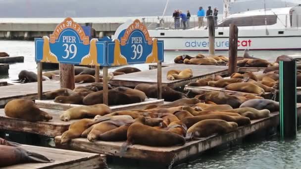Leones marinos en Fisherman 's Wharf Pier 39 en San Francisco, Estados Unidos, 2017 — Vídeo de stock