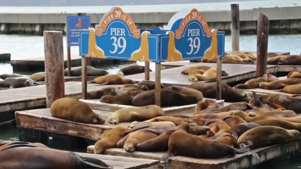 Fisherman's Wharf Pier 39 San Francisco, ABD, deniz aslanları 2017 — Stok video