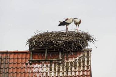 Ruehstaedt, Almanya, 2017 Stork's Nest