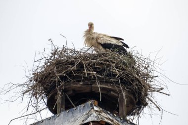 Ruehstaedt, Almanya, 2017 Stork's Nest