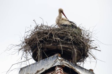 Ruehstaedt, Almanya, 2017 Stork's Nest
