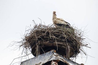 Ruehstaedt, Almanya, 2017 Stork's Nest