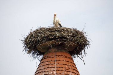 Ruehstaedt, Almanya, 2017 Stork's Nest
