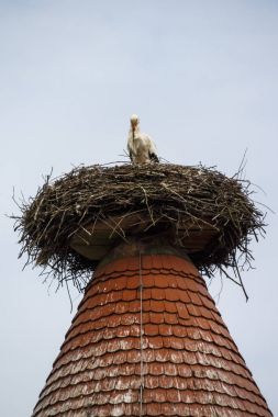 Ruehstaedt, Almanya, 2017 Stork's Nest