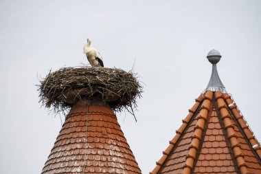 Ruehstaedt, Almanya, 2017 Stork's Nest