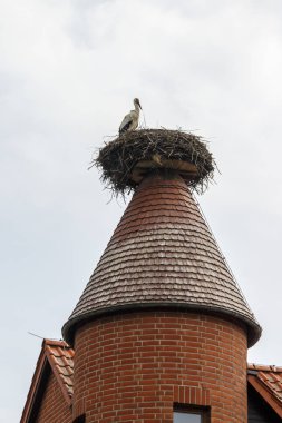 Ruehstaedt, Almanya, 2017 Stork's Nest