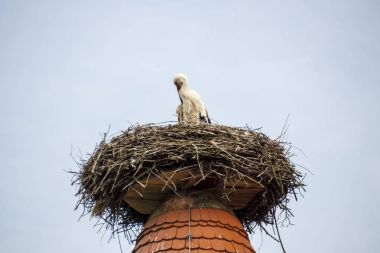 Ruehstaedt, Almanya, 2017 Stork's Nest