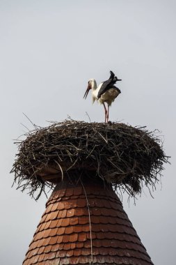 Ruehstaedt, Almanya, 2017 Stork's Nest