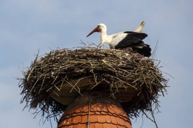 Ruehstaedt, Almanya, 2017 Stork's Nest
