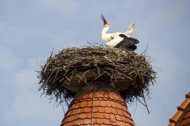 Ruehstaedt, Almanya, 2017 Stork's Nest