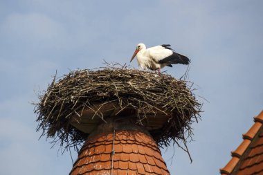 Ruehstaedt, Almanya, 2017 Stork's Nest