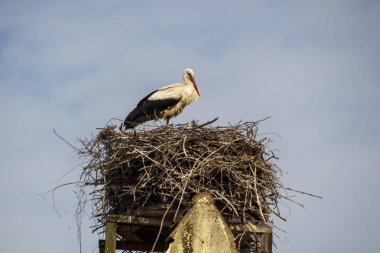 Ruehstaedt, Almanya, 2017 Stork's Nest
