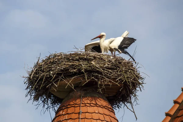 Ruehstaedt, Almanya, 2017 Stork's Nest