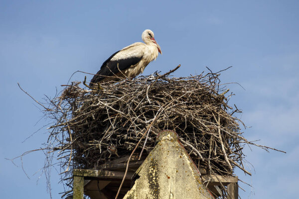 Stork's Nest in Ruehstaedt, Germany, 2017
