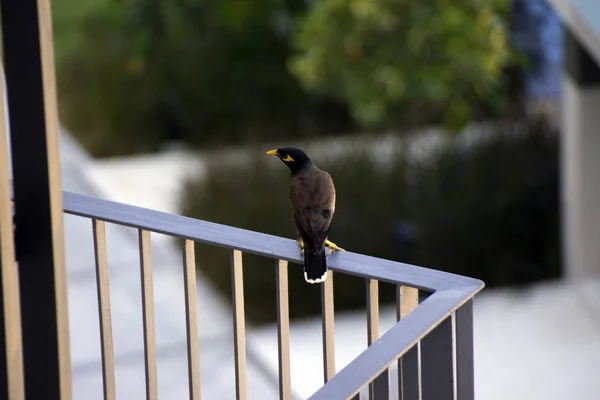 Bird on the edge of the balcony.