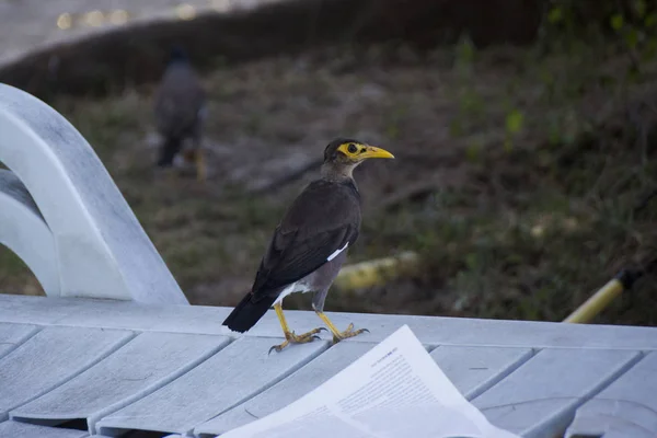 Kuş bankta sarı gagası ile
