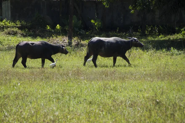 İnekler birlikte çayır on vardır