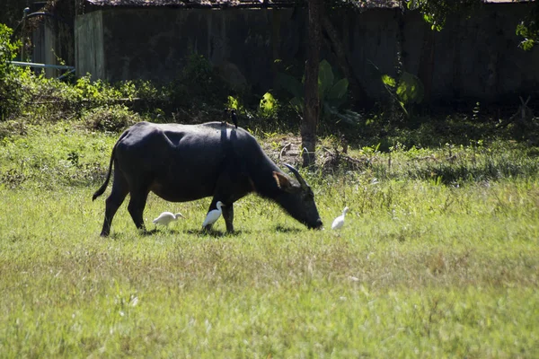 Çayırda otlayan inek.