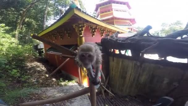 Monyet melihat ke kamera lensa — Stok Video