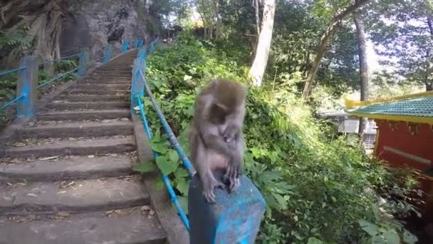 Μαϊμού κάθεται στο κιγκλίδωμα και sizzles στην κάμερα — Αρχείο Βίντεο
