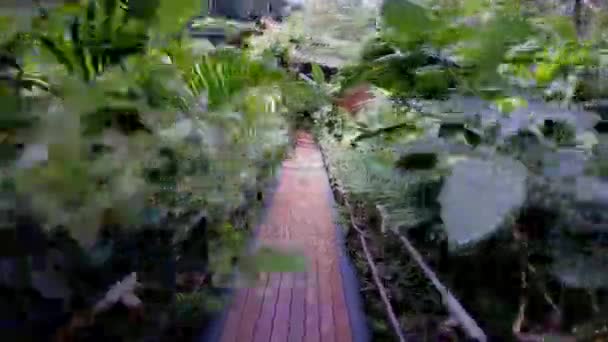 Man gaat op de brug naar de hut in het oerwoud — Stockvideo