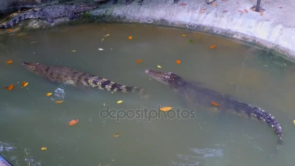 Krokodile schwimmen im Pool — Stockvideo