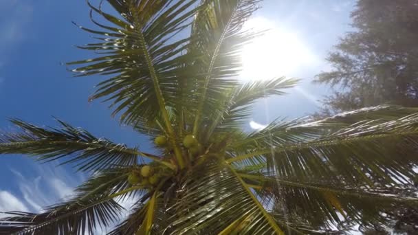 Palma de coco en la playa — Vídeos de Stock