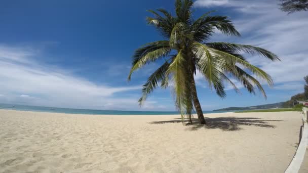 Palmier sur plage de sable blanc, bord de l'océan 