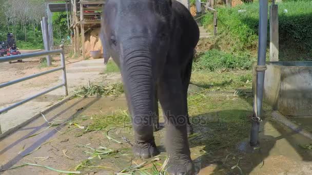 Pequeno elefante move as orelhas e puxa o tronco para comer — Vídeo de Stock