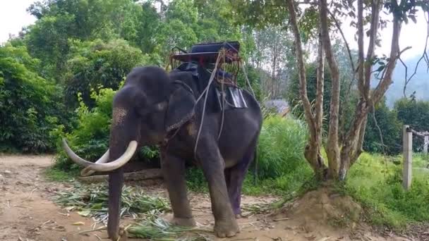 Vaca elefante con un banco en la parte posterior — Vídeos de Stock