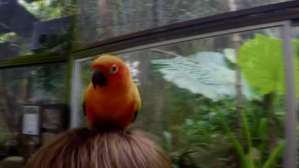 Papegoja sitter på en mans huvud och övervakar kameran — Stockvideo