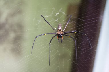 Örümcek ağın ortasında.