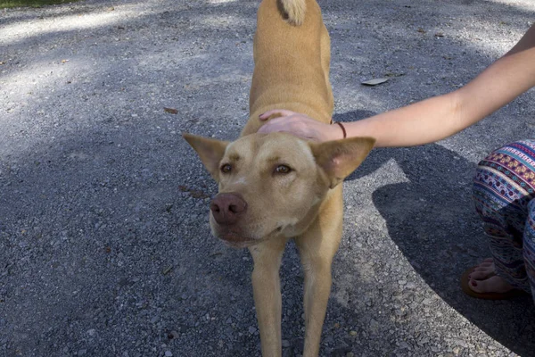Güzel kırmızı köpek okşayarak el