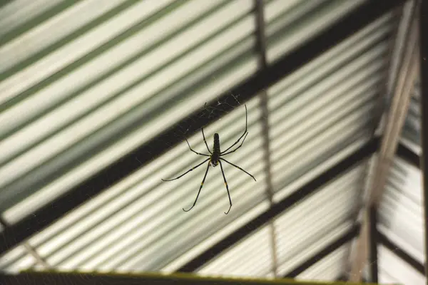 Spindel på webben under taket på huset — Stockfoto