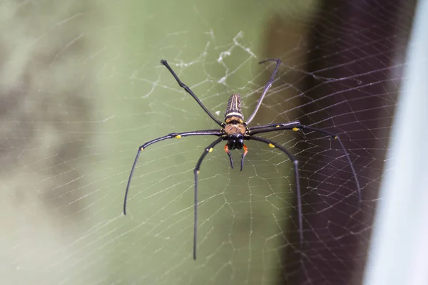 Örümcek ağın ortasında.