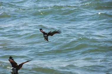 İki kartal balık Denizi üzerinde