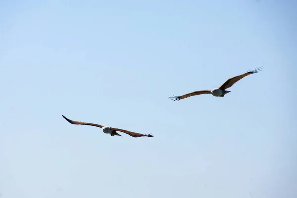 Gökyüzünde uçan iki kartal