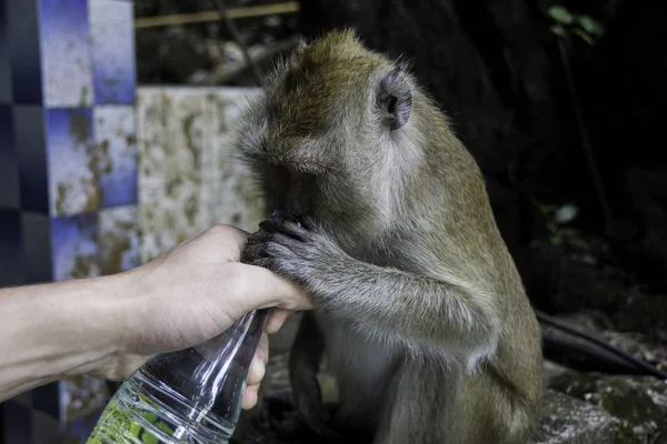 Bebidas de macaco de mãos humanas — Fotografia de Stock