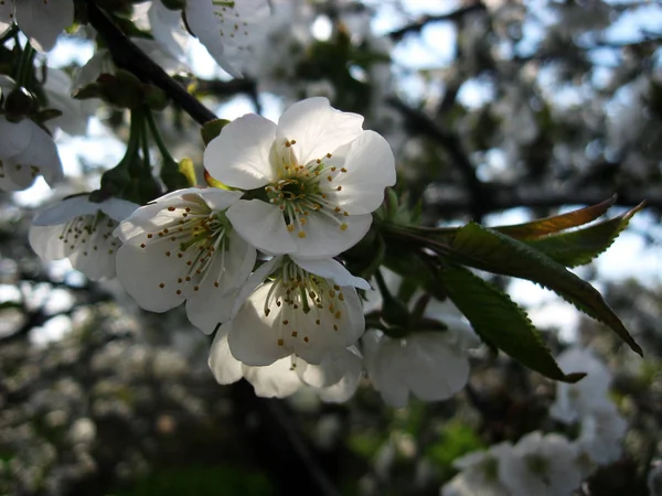 Gałęzi kwitnących wiśni — Zdjęcie stockowe