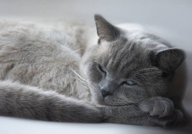 İskoç usulü mavi nokta uyuyor. Güzel kedi tatlı tatlı uyuyor.