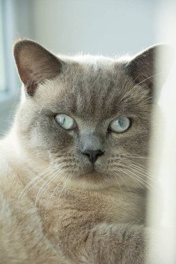 İskoç düz mavi nokta boyama kedisi. Kedi çerçeveye bakar. Bir kedinin yatay yakın çekimi